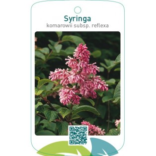 Syringa komarowii subsp. reflexa