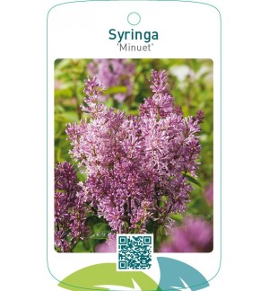 Syringa ‘Minuet’