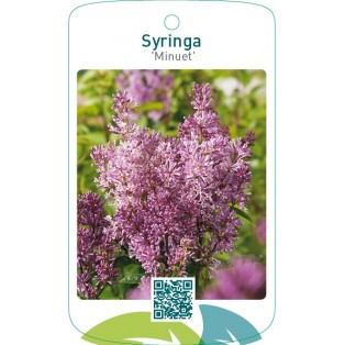 Syringa ‘Minuet’