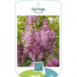 Syringa ‘Minuet’