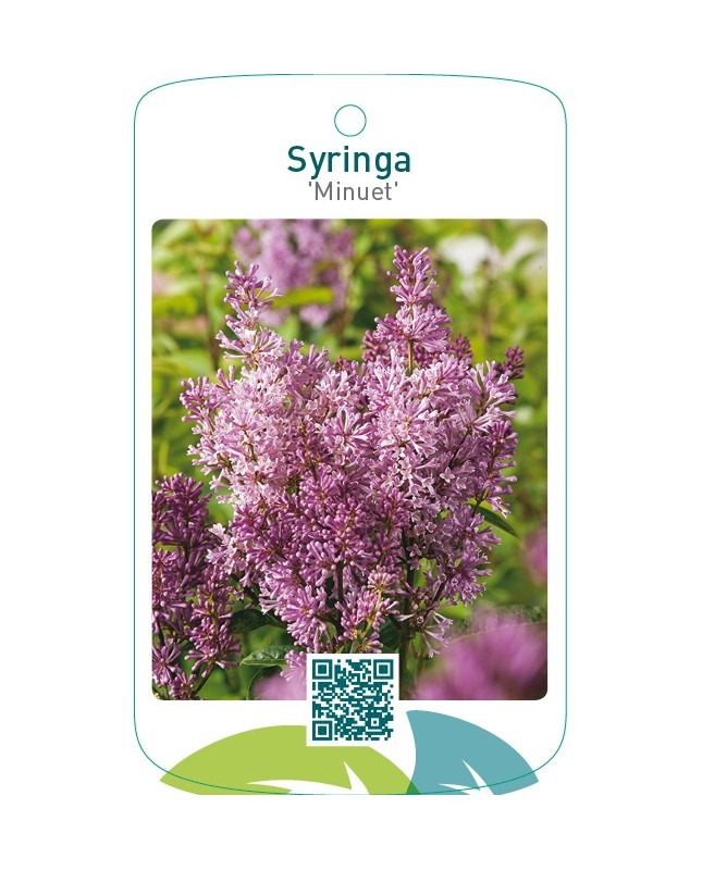 Syringa ‘Minuet’