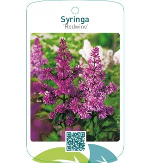 Syringa ‘Redwine’