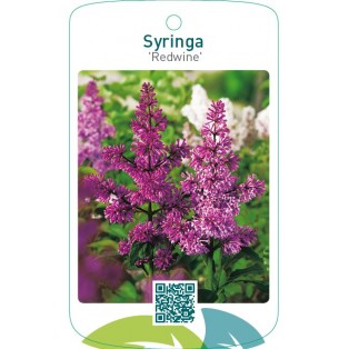 Syringa ‘Redwine’