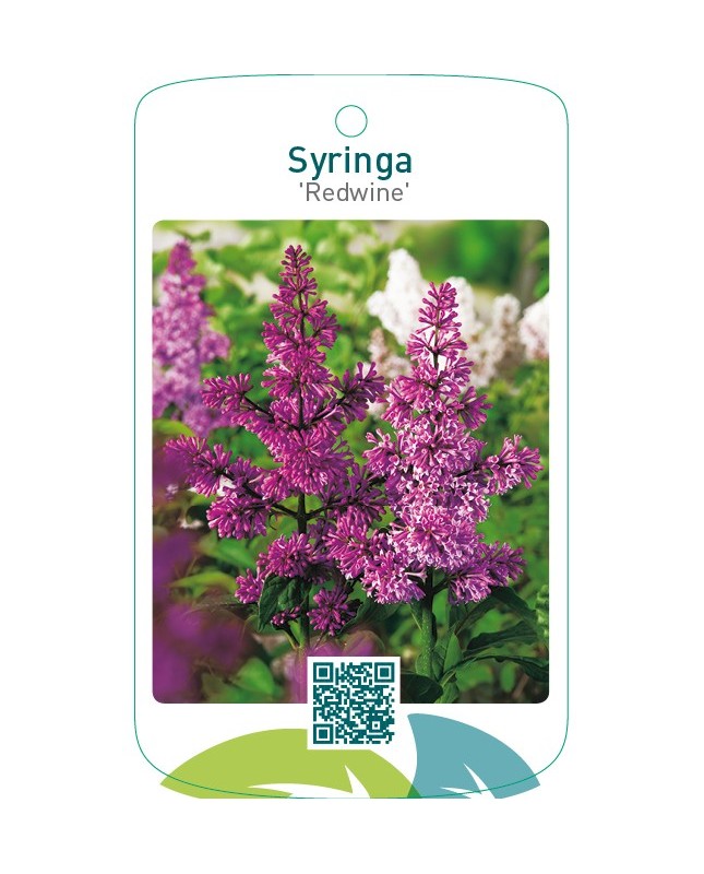 Syringa ‘Redwine’