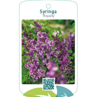 Syringa ‘Royalty’