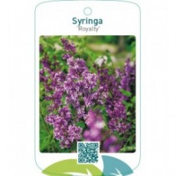 Syringa ‘Royalty’