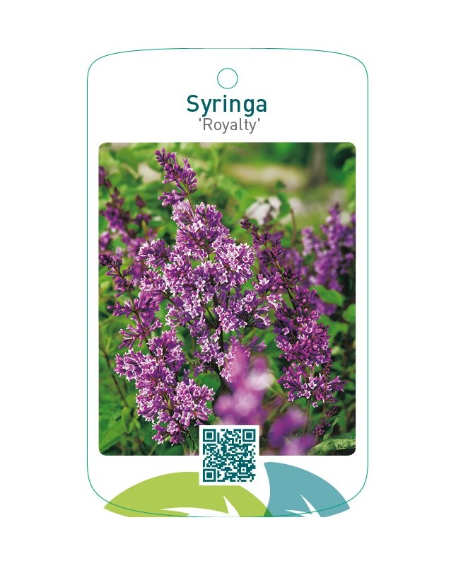 Syringa ‘Royalty’