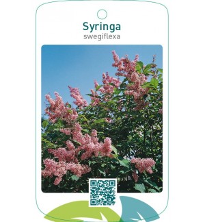 Syringa swegiflexa