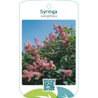 Syringa swegiflexa
