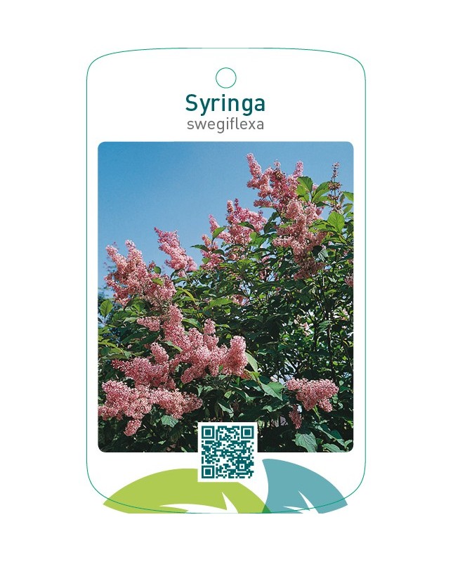 Syringa swegiflexa