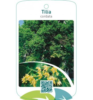 Tilia cordata