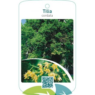 Tilia cordata