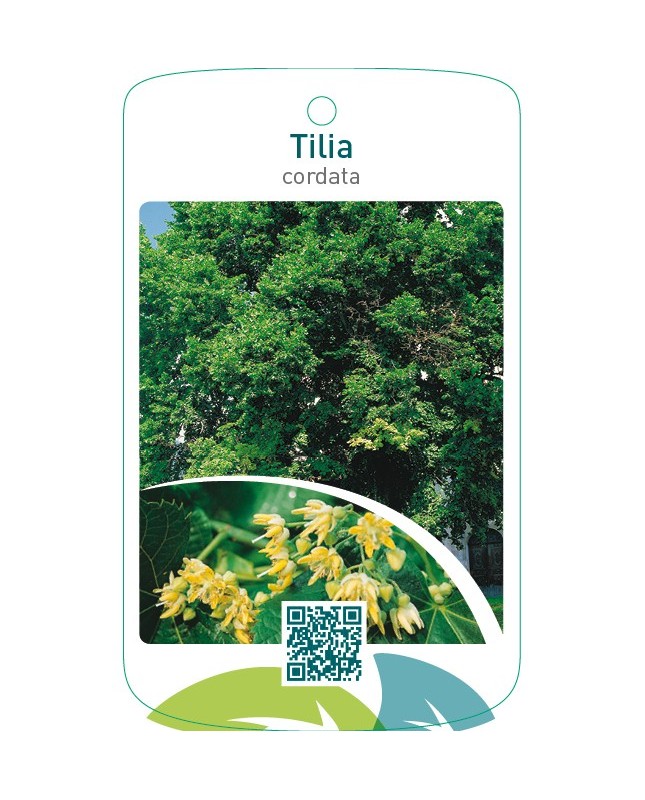 Tilia cordata