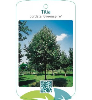 Tilia cordata ‘Greenspire’