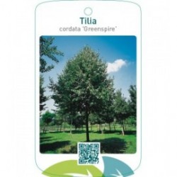 Tilia cordata ‘Greenspire’