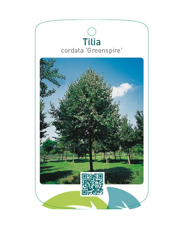 Tilia cordata ‘Greenspire’