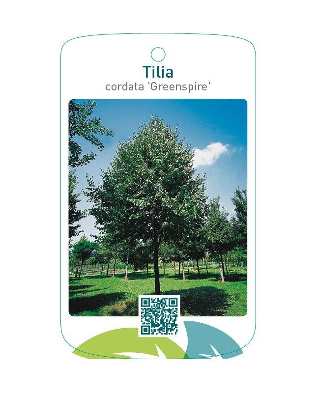 Tilia cordata ‘Greenspire’