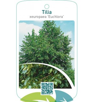 Tilia xeuropaea ‘Euchlora’