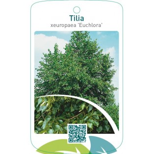 Tilia xeuropaea ‘Euchlora’