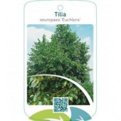 Tilia xeuropaea ‘Euchlora’