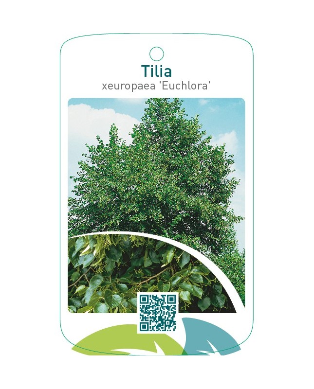 Tilia xeuropaea ‘Euchlora’