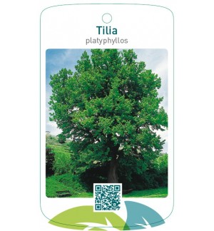Tilia platyphyllos