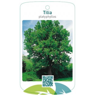 Tilia platyphyllos