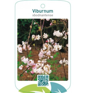 Viburnum xbodnantense
