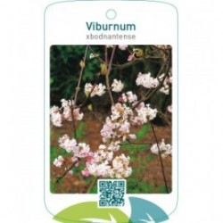 Viburnum xbodnantense