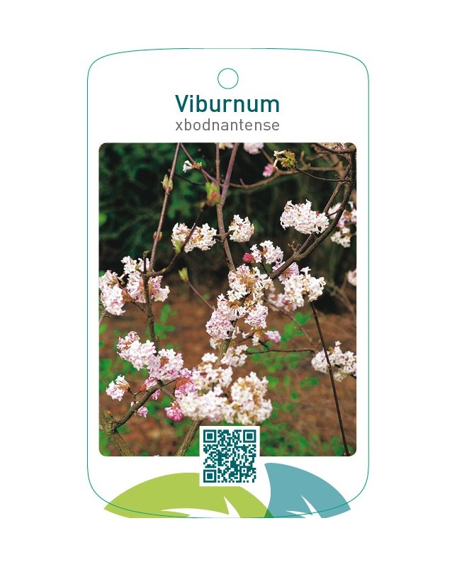 Viburnum xbodnantense