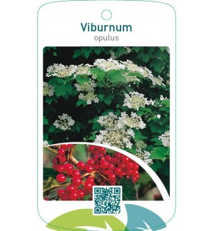 Viburnum opulus