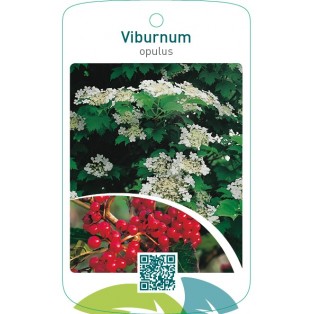 Viburnum opulus