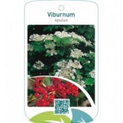 Viburnum opulus