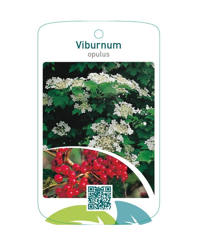 Viburnum opulus