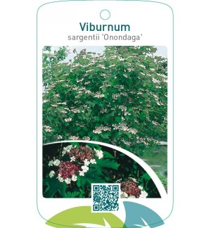 Viburnum sargentii ‘Onondaga’