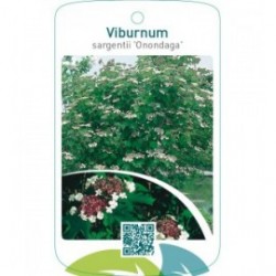Viburnum sargentii ‘Onondaga’