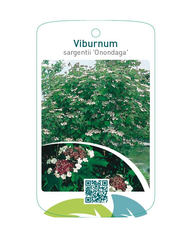 Viburnum sargentii ‘Onondaga’