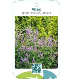 Vitex agnus-castus f. latifolia