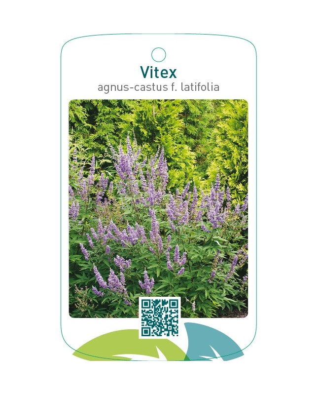 Vitex agnus-castus f. latifolia