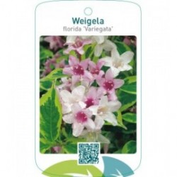 Weigela florida ‘Variegata’