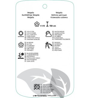 Etichette di Weigela florida ‘Variegata’ *