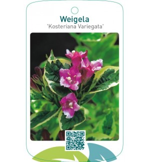 Weigela ‘Kosteriana Variegata’