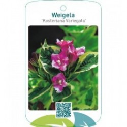 Weigela ‘Kosteriana Variegata’