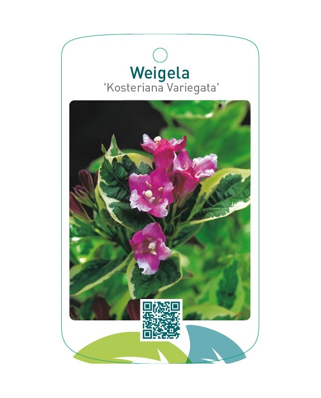 Weigela ‘Kosteriana Variegata’