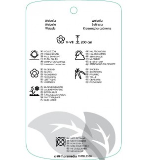 Etichette di Weigela ‘Kosteriana Variegata’ *