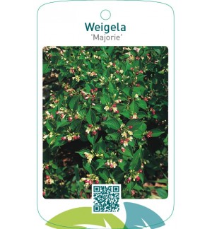 Weigela ‘Majorie’