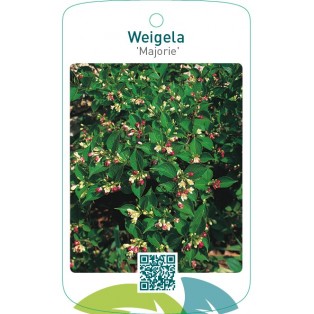Weigela ‘Majorie’
