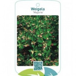 Weigela ‘Majorie’