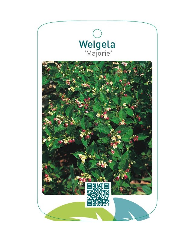 Weigela ‘Majorie’