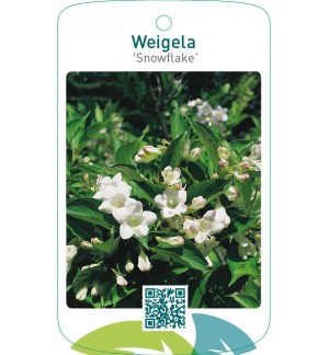 Weigela ‘Snowflake’